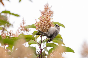 Gray Vireo bird clings tightly to flowered branch perch while foraging for seeds or insects to eat