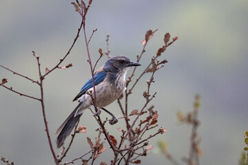 Proud Scrub Jay bird clings tightly to branch perch while looking to right