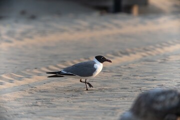 seagull on the beach