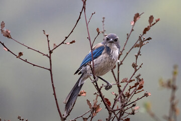 Proud Scrub Jay bird clings tightly to branch perch while looking straight ahead