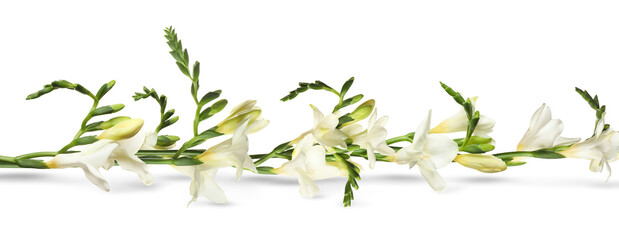 Beautiful fresh freesia flowers on white background