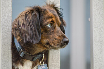 Beautiful Heterochromia blue Eyed Dog Lying on Outdoor Deck