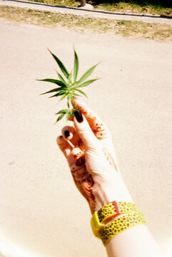 Hand Holding Cannabis Leaf with Henna Tattoos
