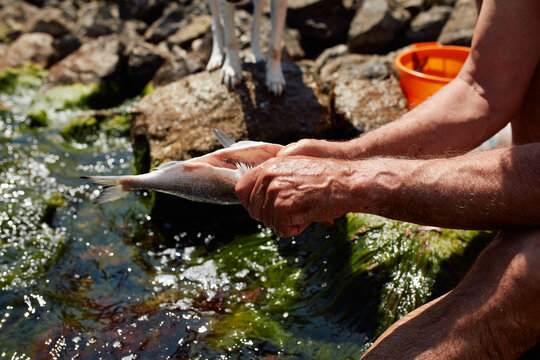 Preparing fresh fish