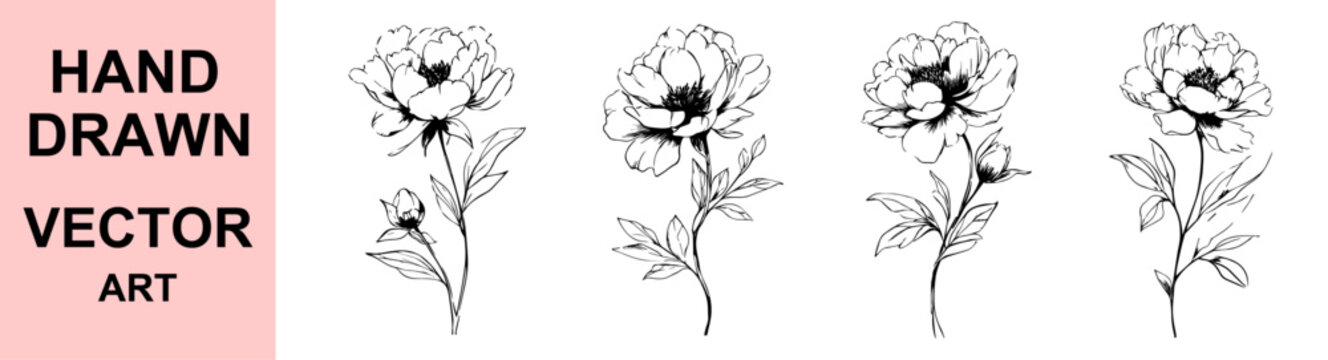 Hand drawn blooming floral vector art illustration of peony flower with leaves, perfect for cards, wedding invitations, tattoos, wall art, decor and packaging.