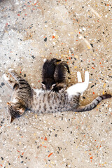 Mother cat feeds her kittens. nursing baby cats. Family concept.