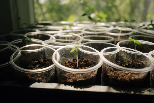 Seedlings growing in plastic cups indoors