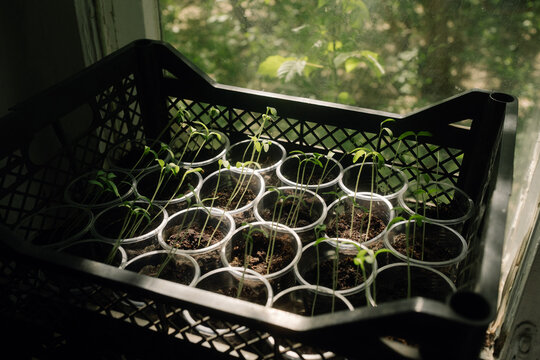 Seedlings growing in plastic cups indoors