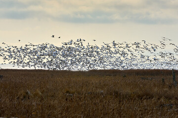 Snowgeese Lift Off West Dyke Richmond BC. A large flock of Snow Geese over the West Dyke marshes on the edge of the Georgia Strait. Richmond, British Columbia, Canada near Vancouver.

