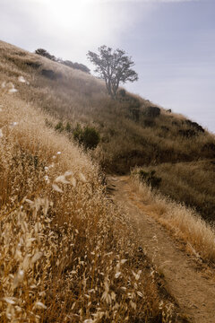 Sunlit trail winding through grassy hillside