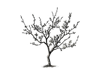 Vintage hand-drawn engraving of Redbud Tree, botanical art, redbud flowers, nature tree, eco-friendly print, retro woodland decor, spring floral sketch, old engraving style