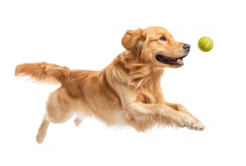 A playful golden retriever joyfully running with a bright yellow tennis ball in its mouth against a clean. neutral background. showcasing the dog's energy and enthusiasm for playtime