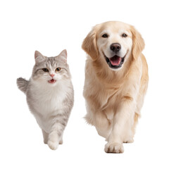 Obraz premium A joyful golden retriever and a playful gray tabby cat running together in a bright. minimalistic studio setting. showcasing their friendship and playful nature. ideal for pet-related content
