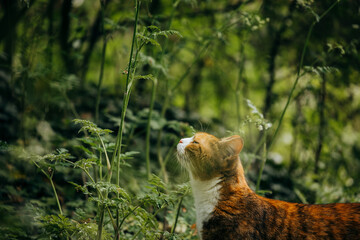 Ginger and white cat in nature 