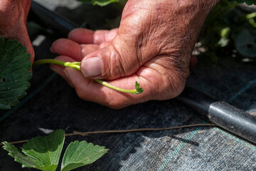 Strawberry crop beginnings