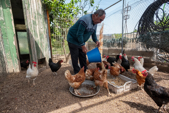 The Farmer Serves the Hens
