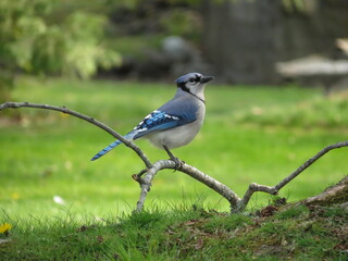 blue tit on a branch in spring