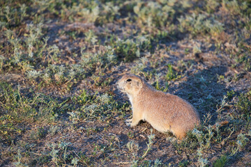 Prairie dog in the grass