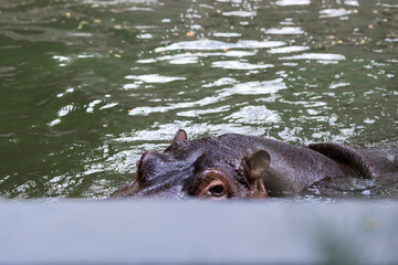 A curious hippo peering above the water.
A close-up of a hippo's head emerging from the surface.