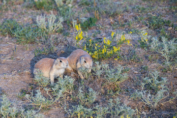 Prairie dogs in the grass