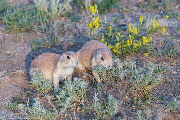 Prairie dogs in the grass
