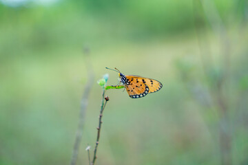 This image captures a vibrant orange butterfly with black markings resting delicately on a slender...