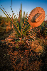 Agave plant with traditional sombrero at sunrise