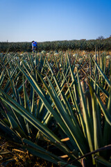 Agave field worker harvesting blue agave in Mexico
