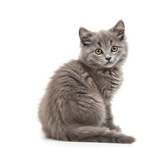 Obraz premium A fluffy grey kitten sits alertly, looking directly at the viewer against a clean white background.
