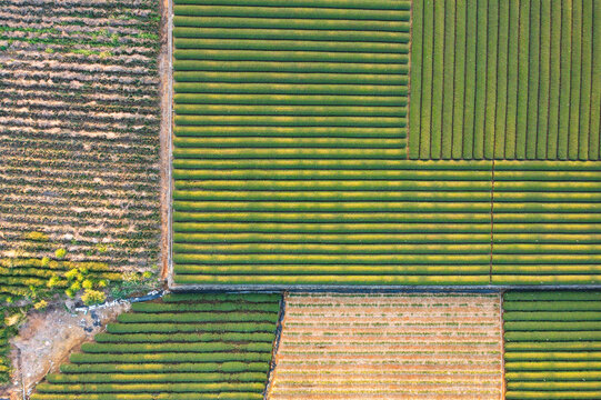 Aerial View of Tea Plantations with Green Crop Rows