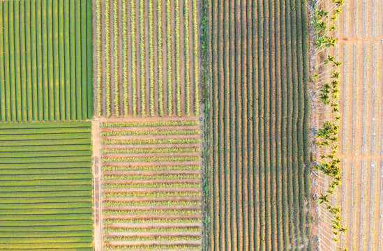 Aerial Drone View of Tea Fields and Dragon Fruit Plantation