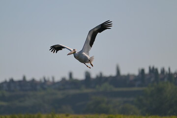 Pelican in flight, wildlife