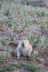 Prairie dog in the grass
