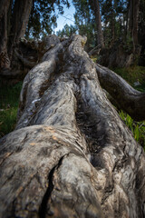 Textura rugosa de tronco de árbol cubierto de tela de araña y musgo