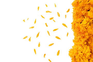 Part of a carpet made with cempasúchil  flowers on one side, with some scattered petals, transparent background, PNG format. Day of the Dead decoration in Mexico.