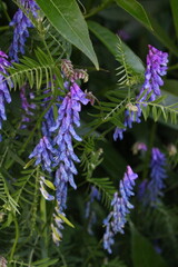 фиолетовый цветок 