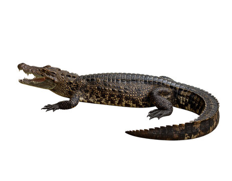 A realistic Yacare caiman, isolated on a white background, a crocodilian reptile from South America.