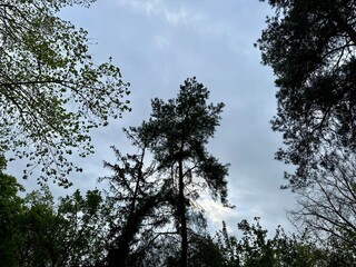 trees and sky