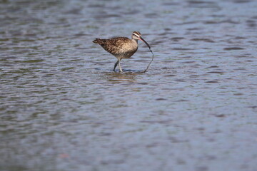 Whimbrel bird foraging in shallow water