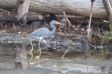 Great Blue Heron Wading in the Water