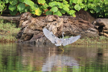 Tricolored heron preparing for flight over water