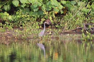 Tricolored heron stalks its prey in Costa RIca swamp