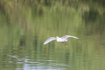 Snowy Egret in Flight over Water