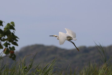 Snowy Egret gliding over Costa Rica landscape