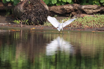 Snowy Egret Lands in Waters Edge