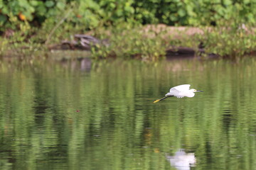 Snowy Egret flying over reflective green water