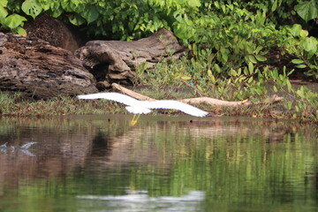 White bird in flight over reflective water