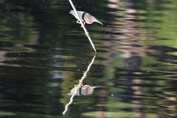 Green heron perched over water with reflection.