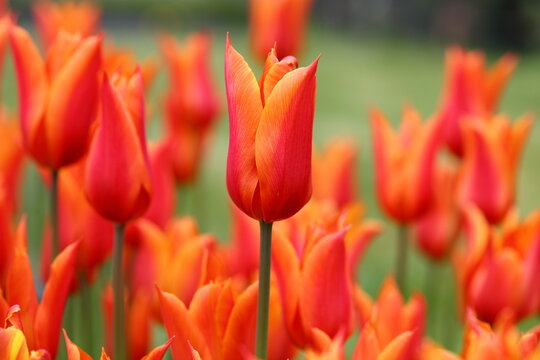 Bed of orange and red tulips
