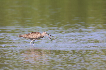 Whimbrel bird with its crab catch